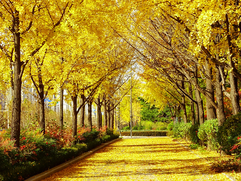 สถานที่ชมต้นแปะก๊วย