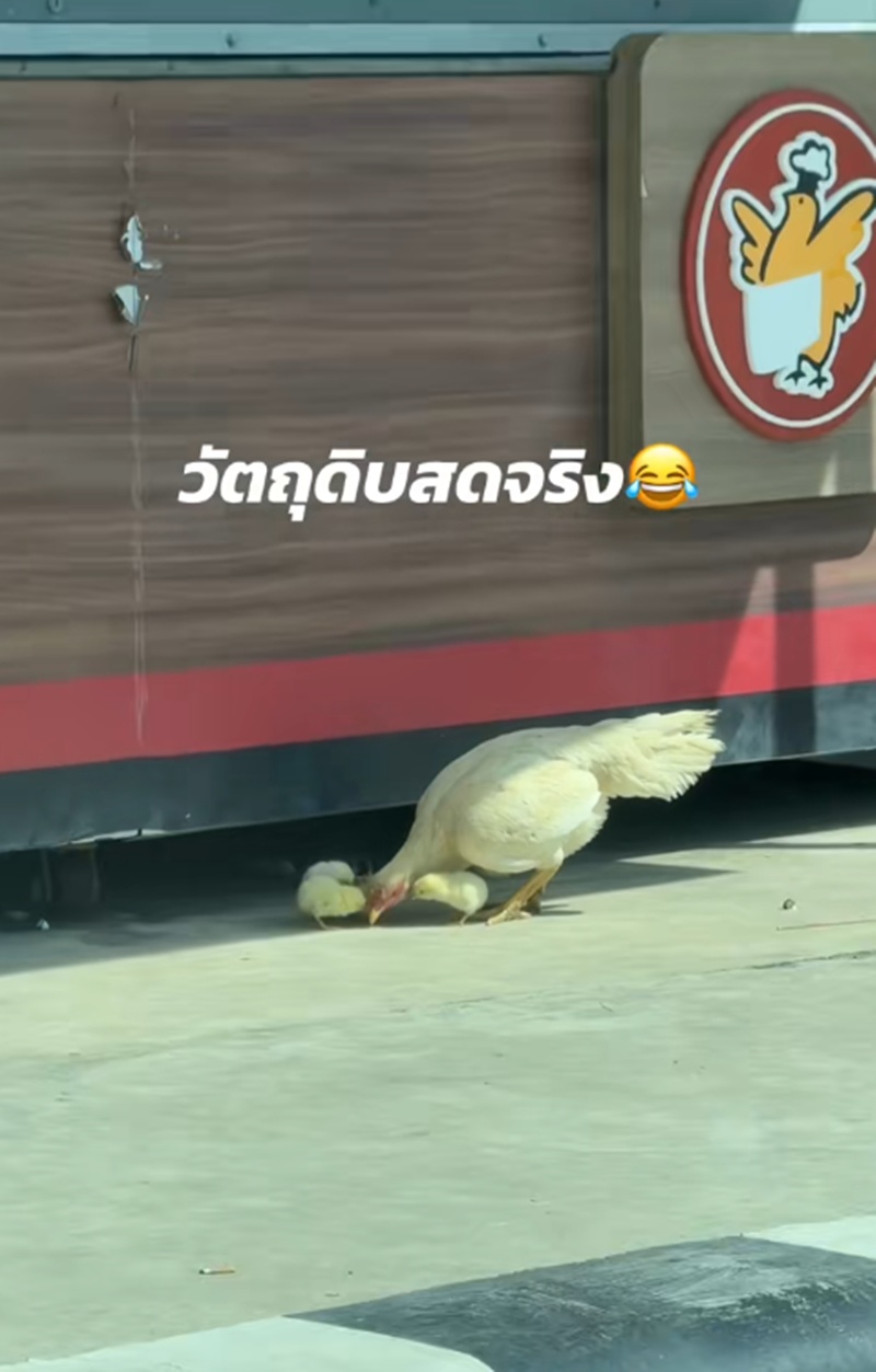 ร้านขายไก่
