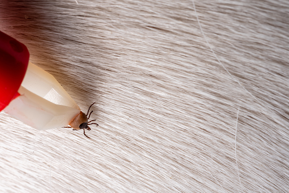 วิธีกำจัดเห็บหมัด