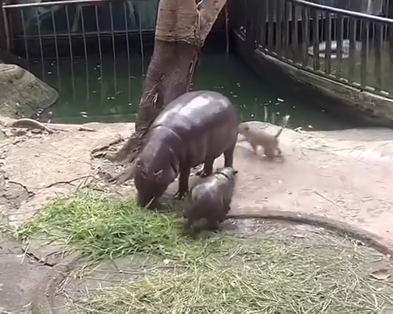 หมูเด้ง