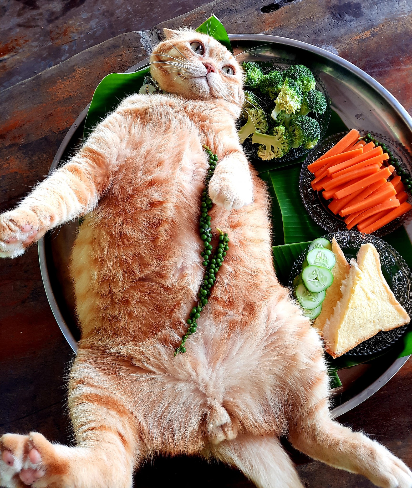 ละมุดแมวส้ม