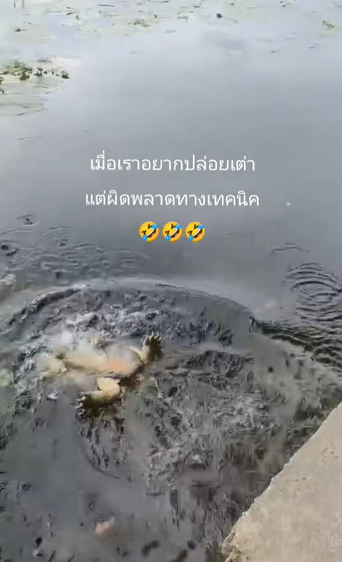 ปล่อยเต่า