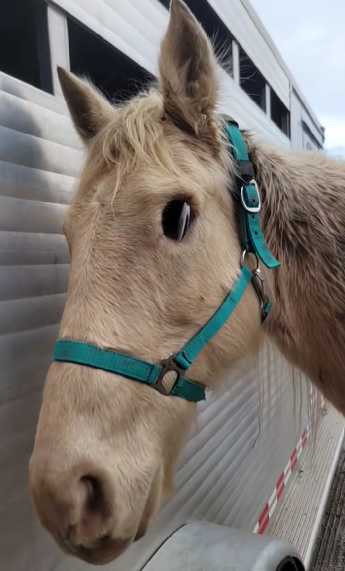 ม้าตาบอด