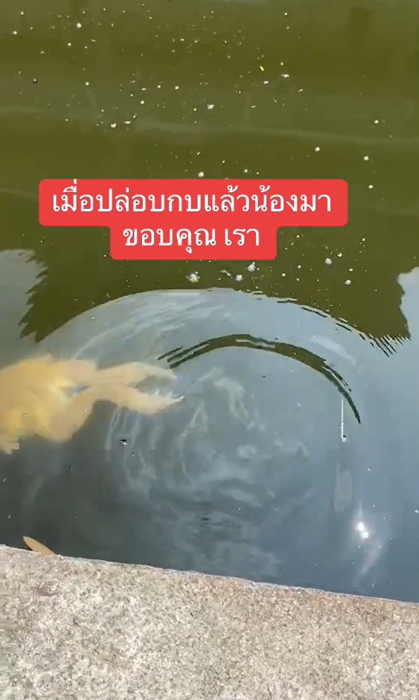 ปล่อยกบ