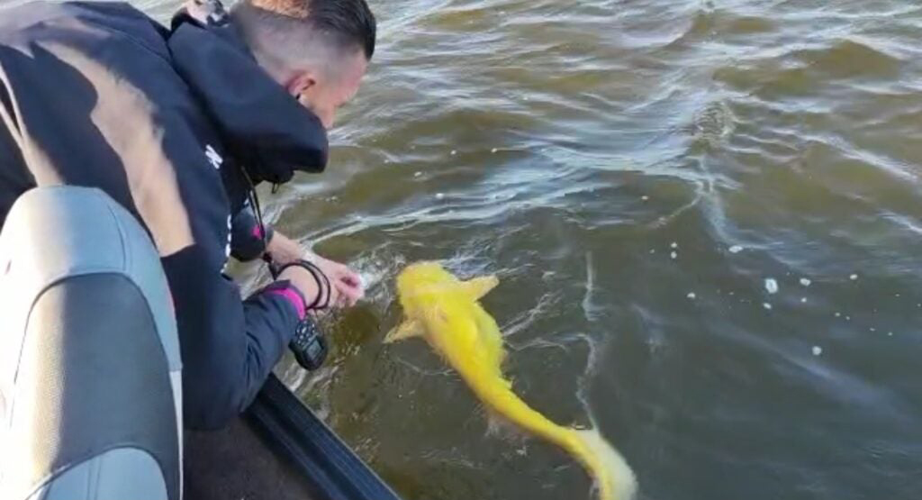 ปลาดุกสีทอง