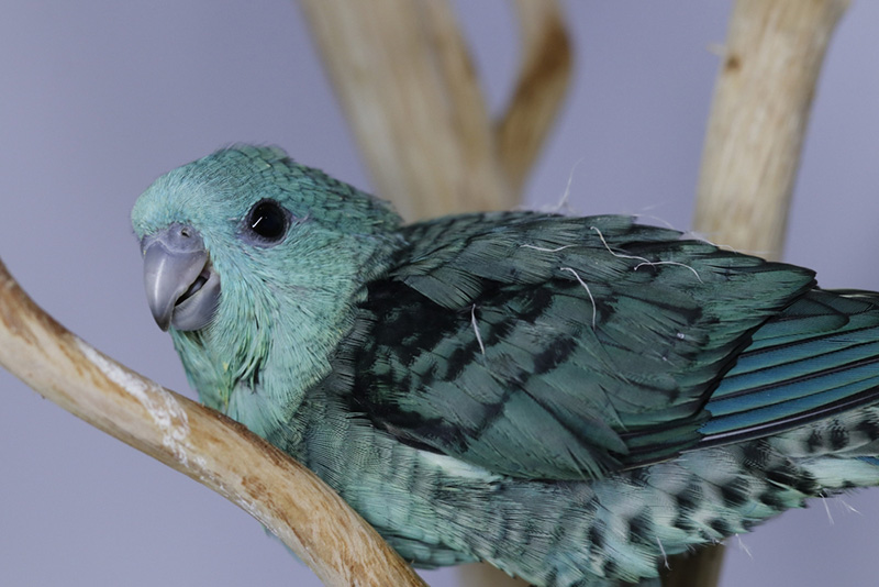 นกเลี้ยงง่าย เหมาะมือใหม่