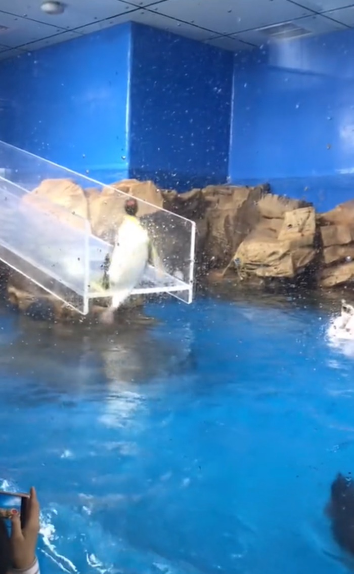 นกเพนกวิน