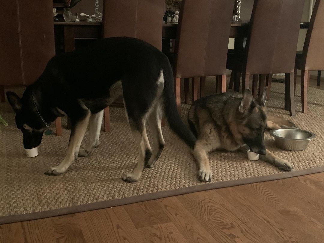 สุนัขหมายเลขหนึ่ง