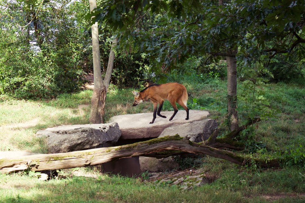 หมาป่าเคราขาว