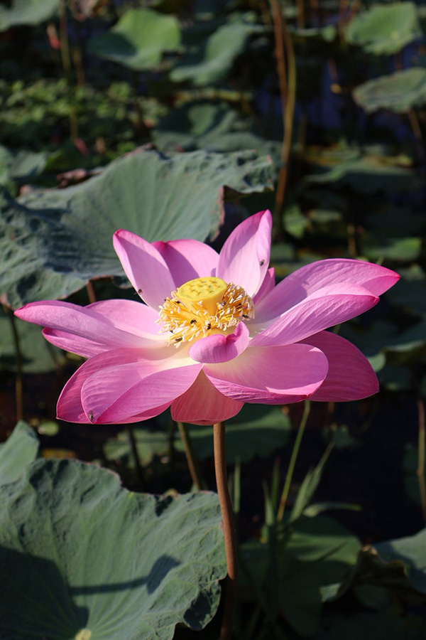 บึงบัว สวนรถไฟ