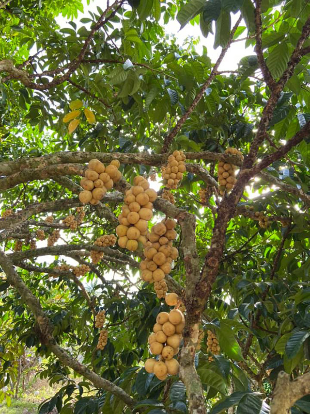 สวนลองกอง 