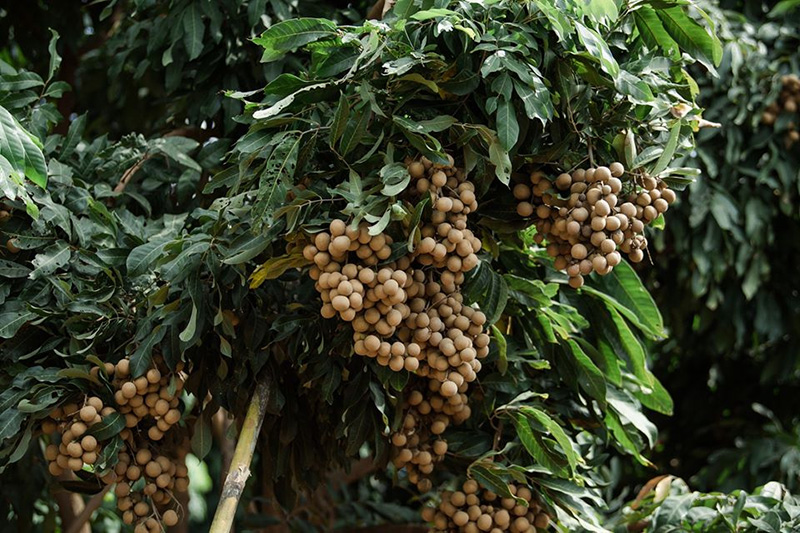 สวนเมเปิ้ล จ.กาญจนบุรี