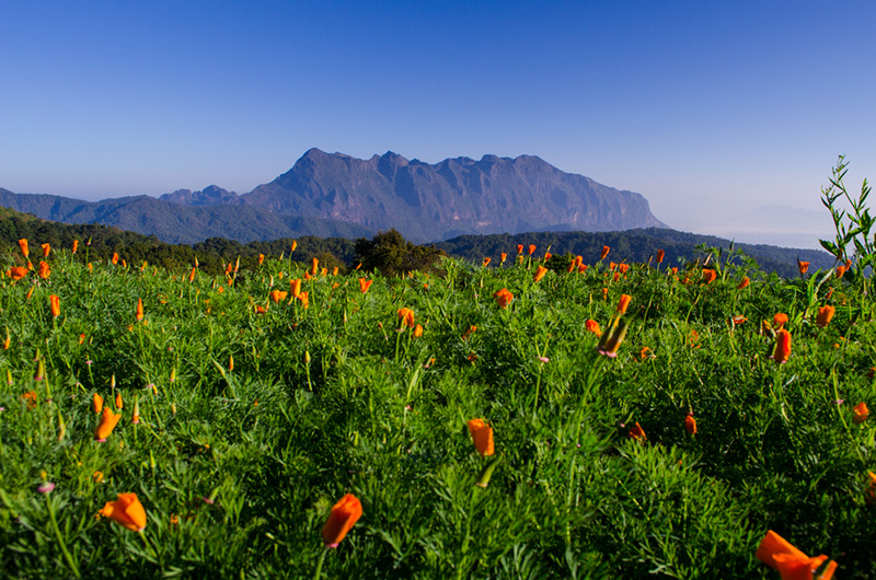 จุดชมวิวดอยหลวงเชียงดาว จุดชมวิวเด่นทีวี