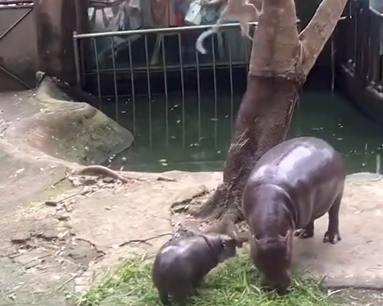 หมูเด้ง