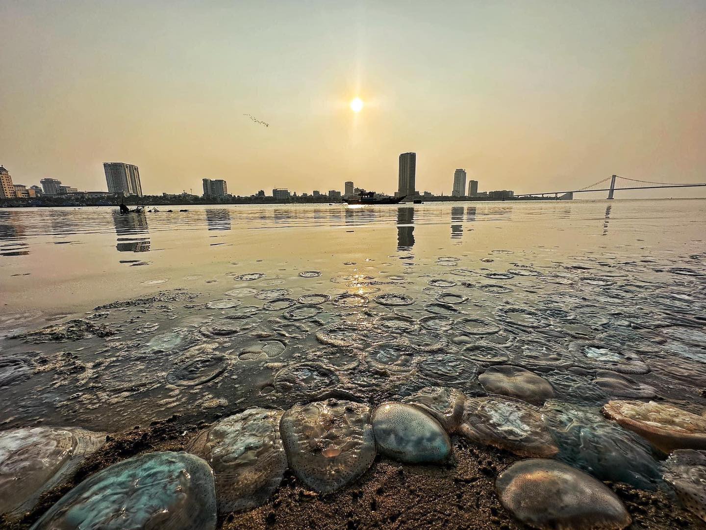 แมงกะพรุน