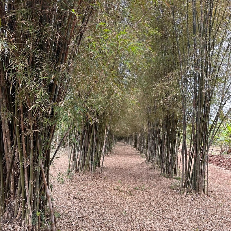 หญิง รฐา ประกาศขายที่ดิน