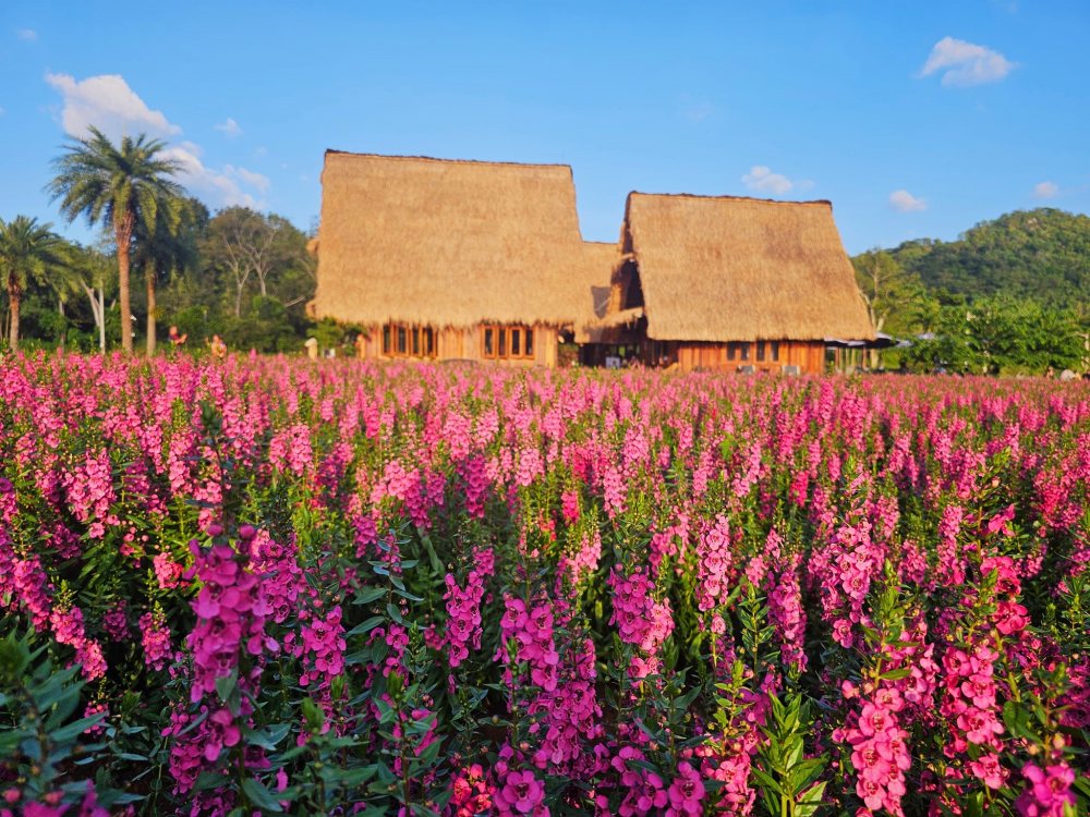 Hokkaido Flower Park Khaoyai สวนดอกไม้