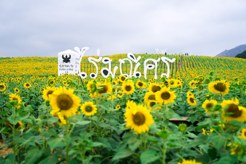 สวนดอกไม้เขาใหญ่