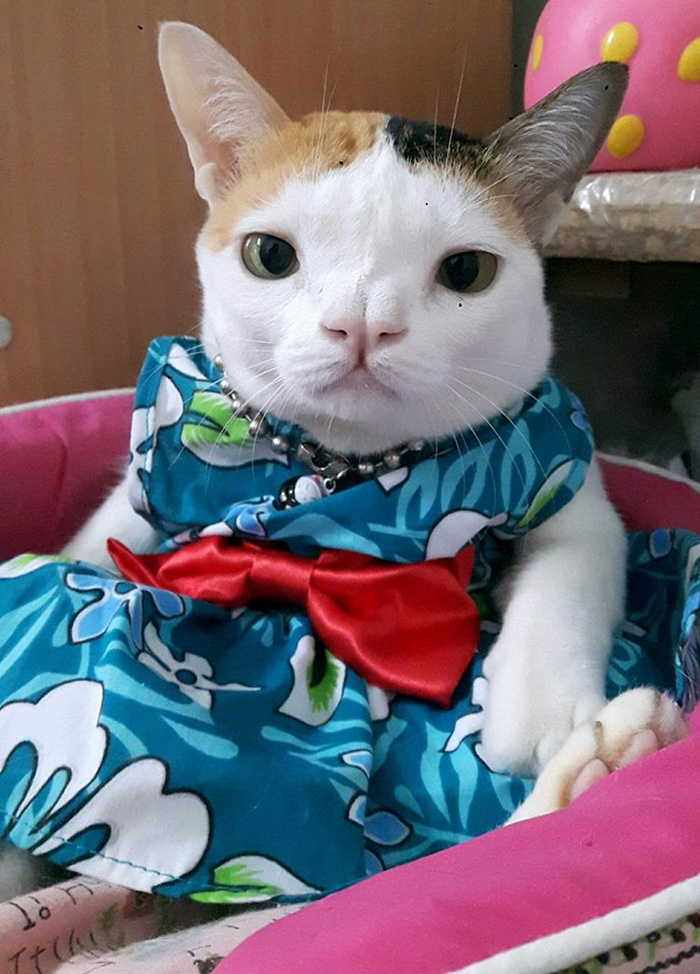 เพจแมวน่ารัก ๆ