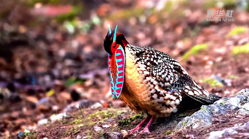 ไก่ฟ้าท้องเหลือง