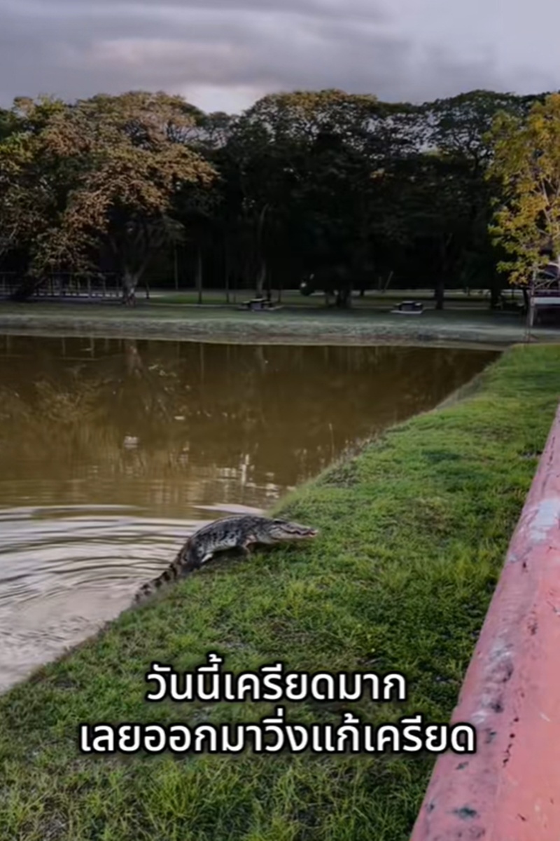 วิ่งออกกำลังกาย