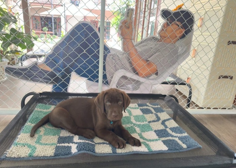 หมาติดคน