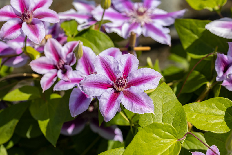  ดอกคลีเมทิส