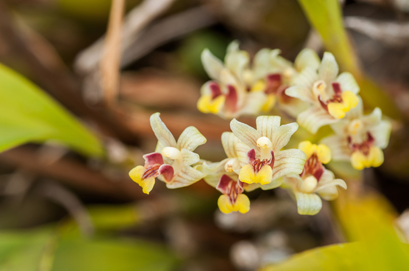 บุปผาราชินี นิมมานรดี