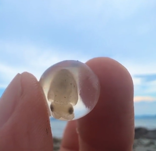 ไข่ปลาหมึก