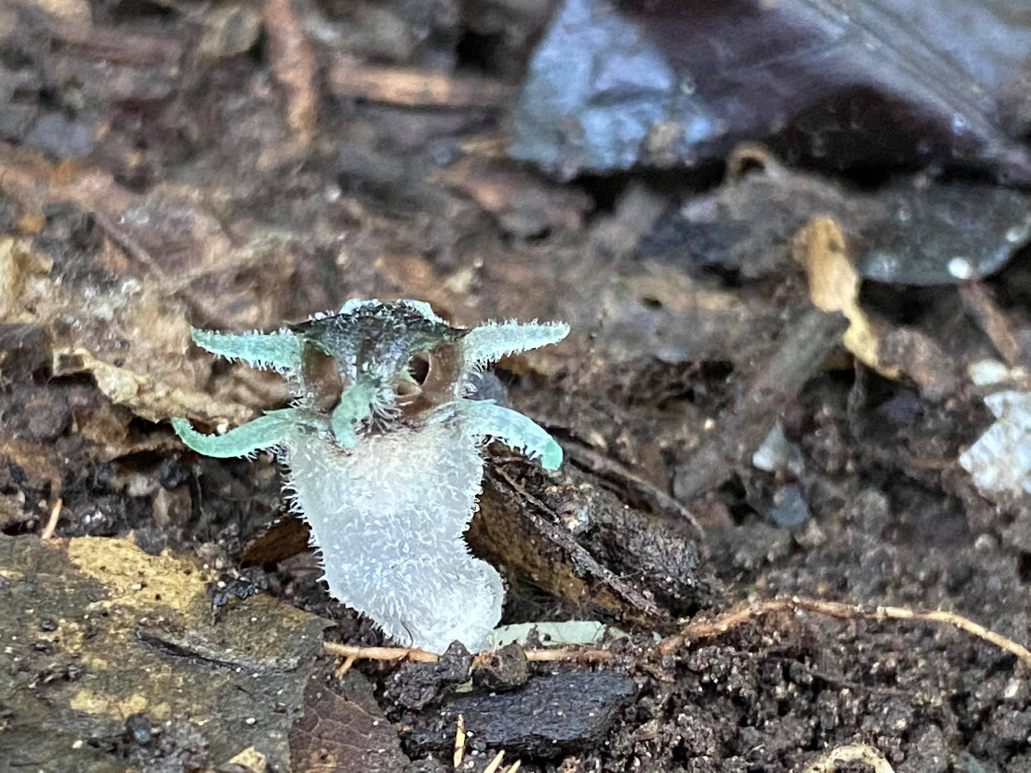 ต้นพิศวงตานกฮูก