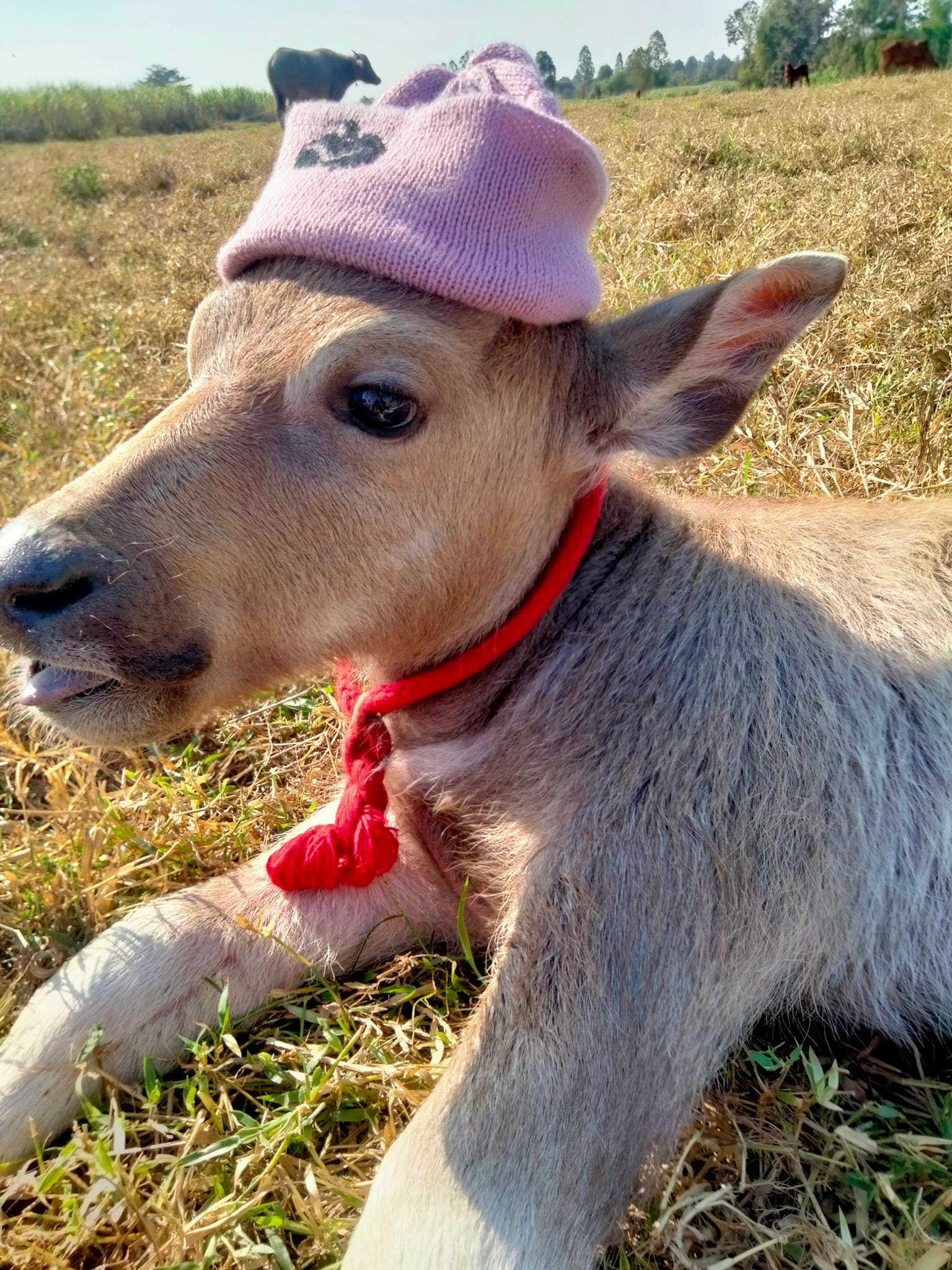 ควายน้อย