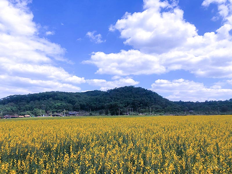 สถานที่ท่องเที่ยวไร่มณีศร ทุ่งทานตะวัน เขาใหญ่