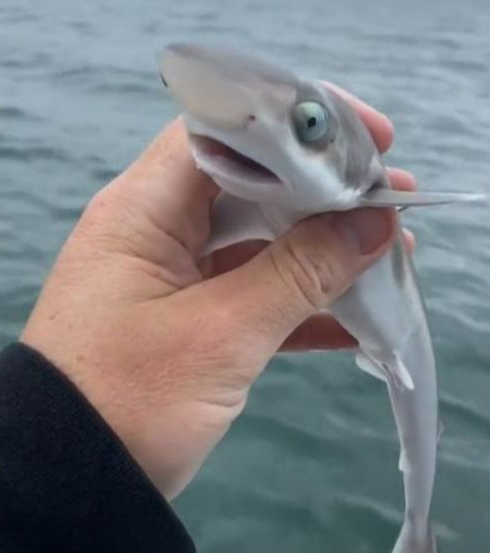 ฉลามน้อย