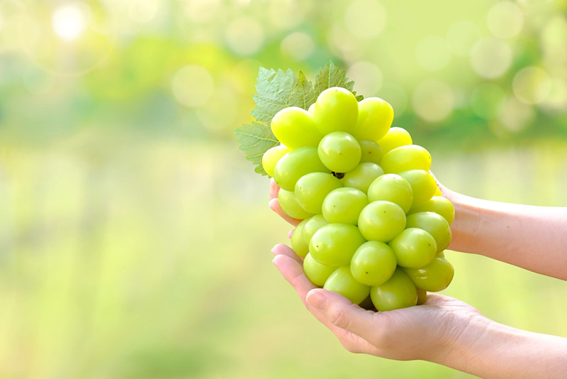 องุ่นไซมัสคัส