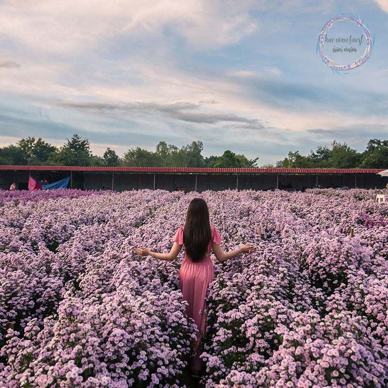 สวนดอกมาร์กาเร็ต เชียงใหม่ 