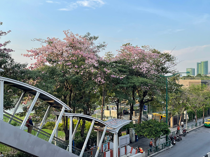 ชมพูพันธุ์ทิพย์ 2565