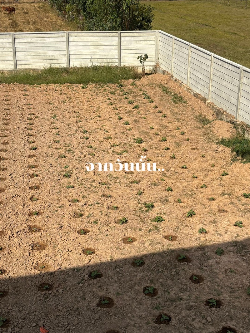 สวนหน้าบ้าน