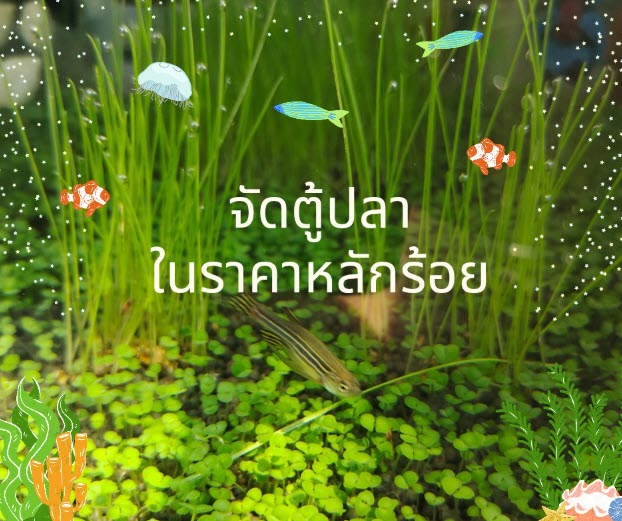 จัดตู้ปลาในราคาหลักร้อย