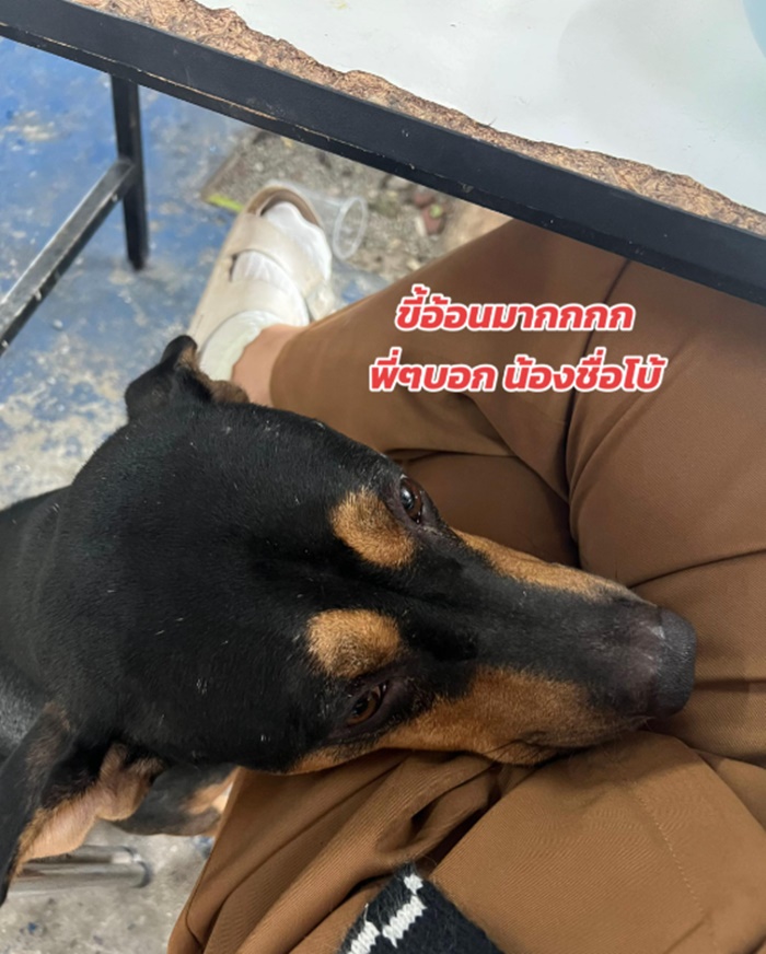 เล่นกับหมา