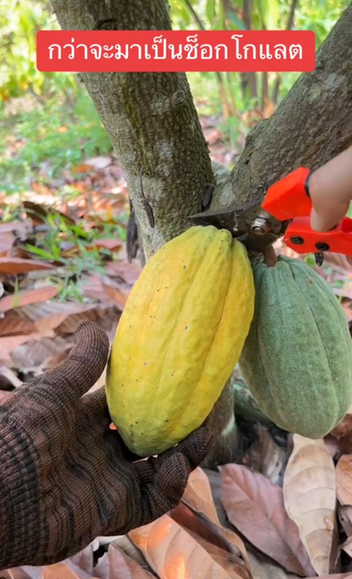 ช็อกโกแลต