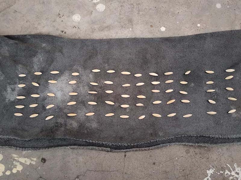 วิธีปลูกแตงกวากินเอง