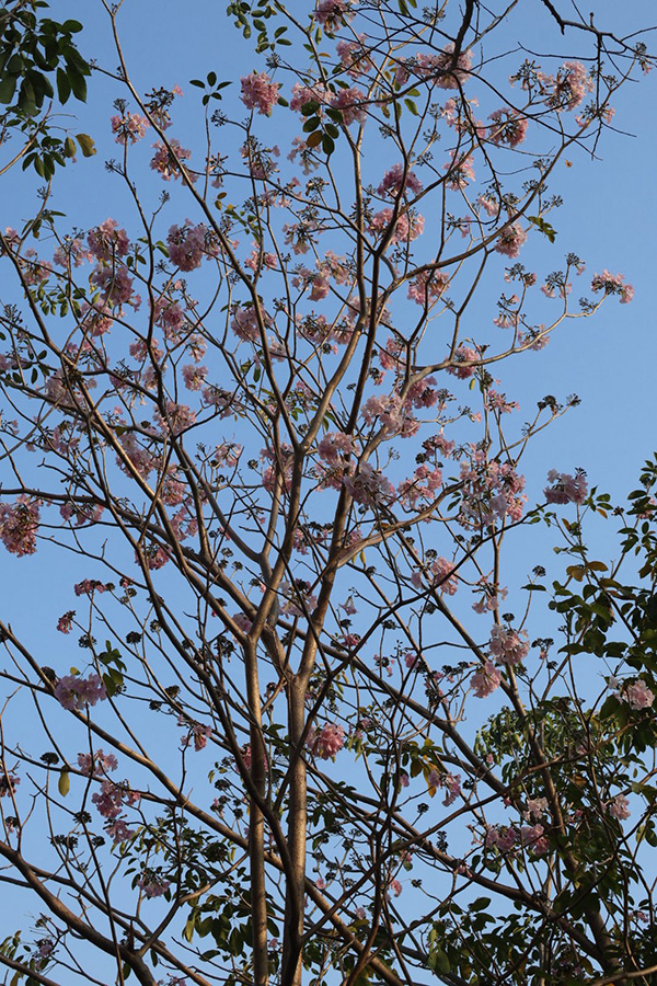 ชมพูพันธุ์ทิพย์ สวนรถไฟ 2569