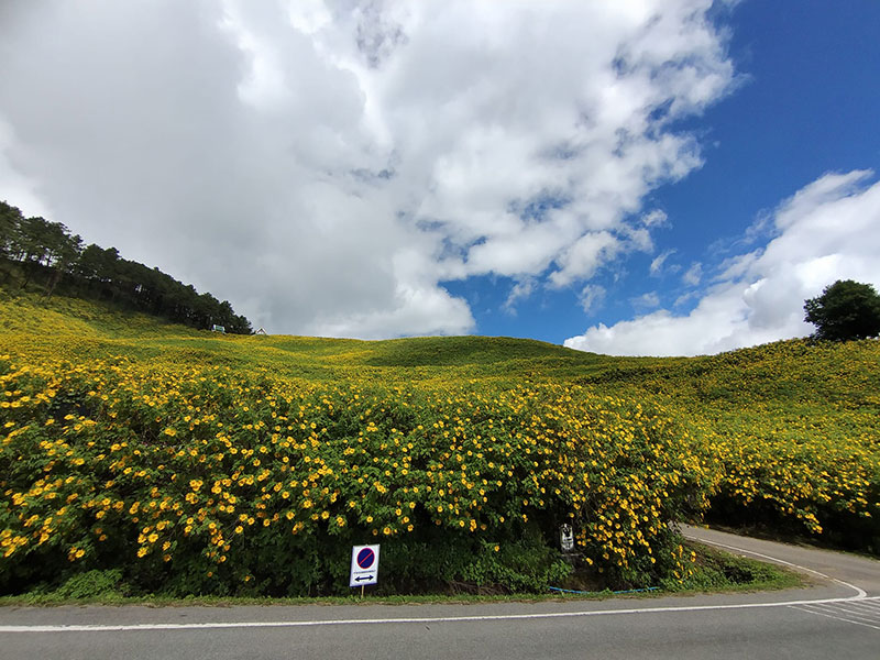 ทุ่งดอกบัวตอง 2564