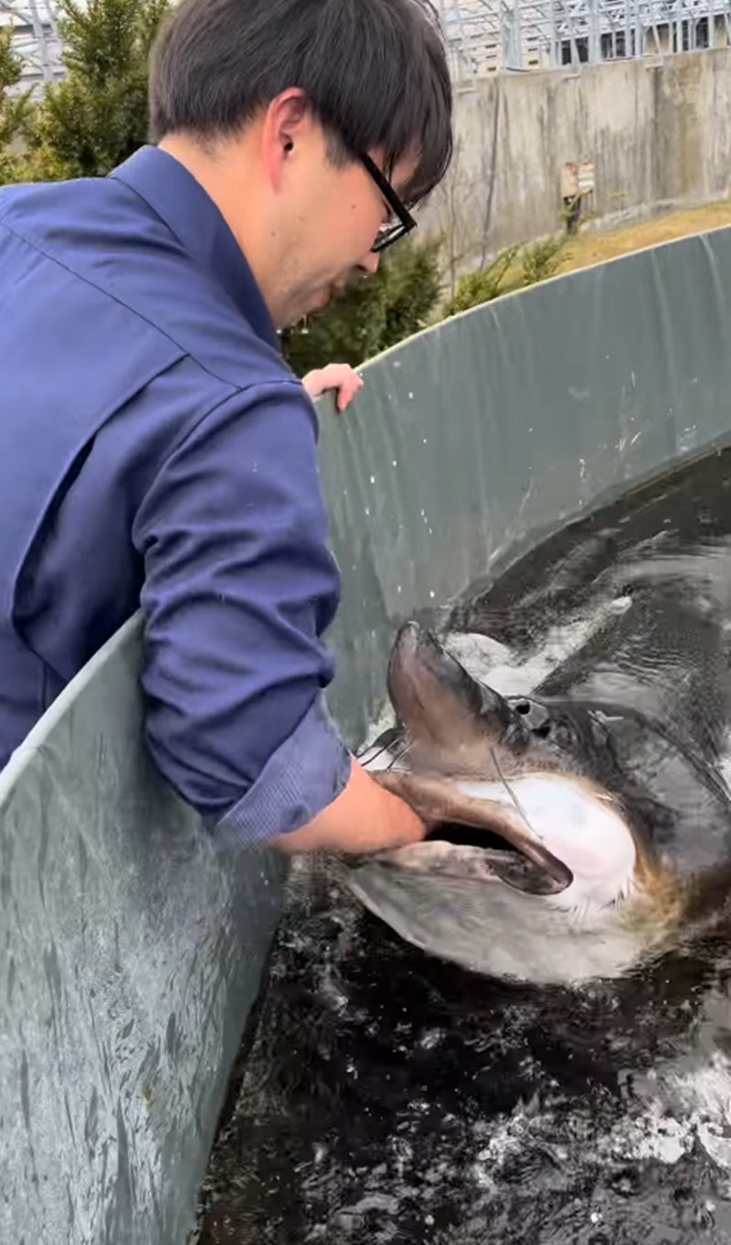 ให้อาหารปลา