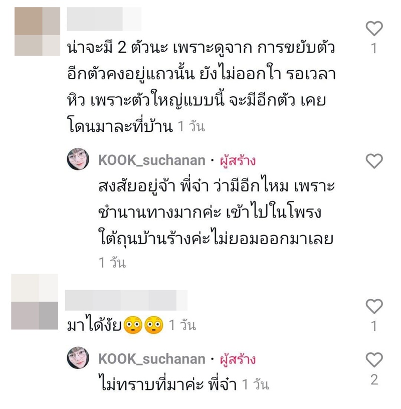 งูยักษ์ คลองสามวา