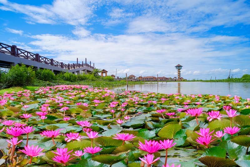 อุทยานนกน้ำทะเลน้อย จังหวัดพัทลุง