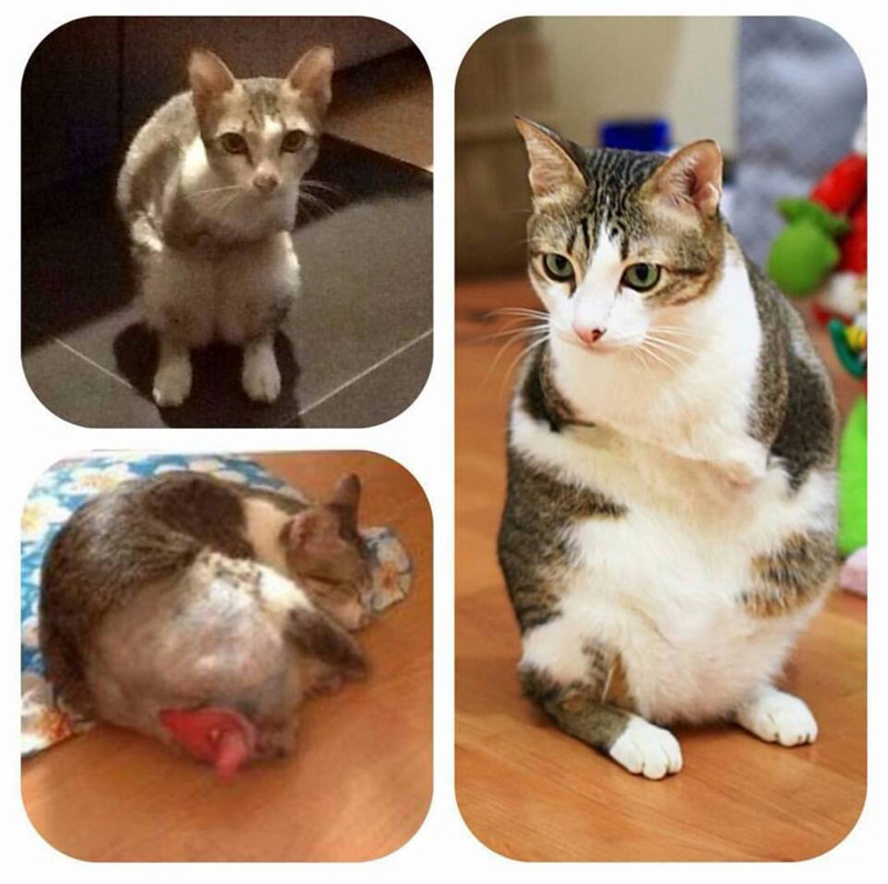 แมวจรจัด