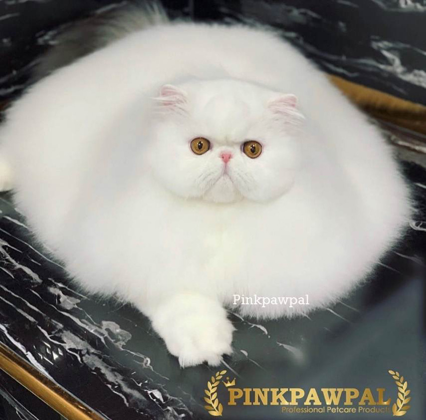 เปอร์เซีย