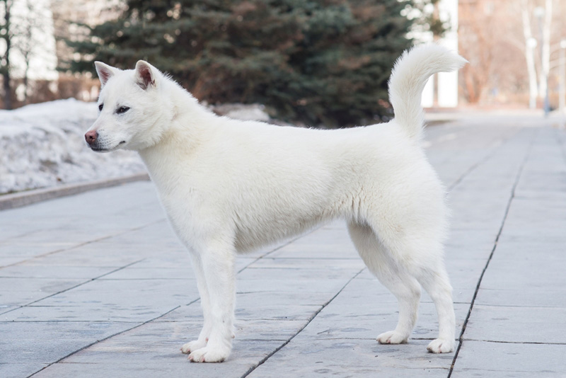 คิชุ เคน (Kishu Ken)