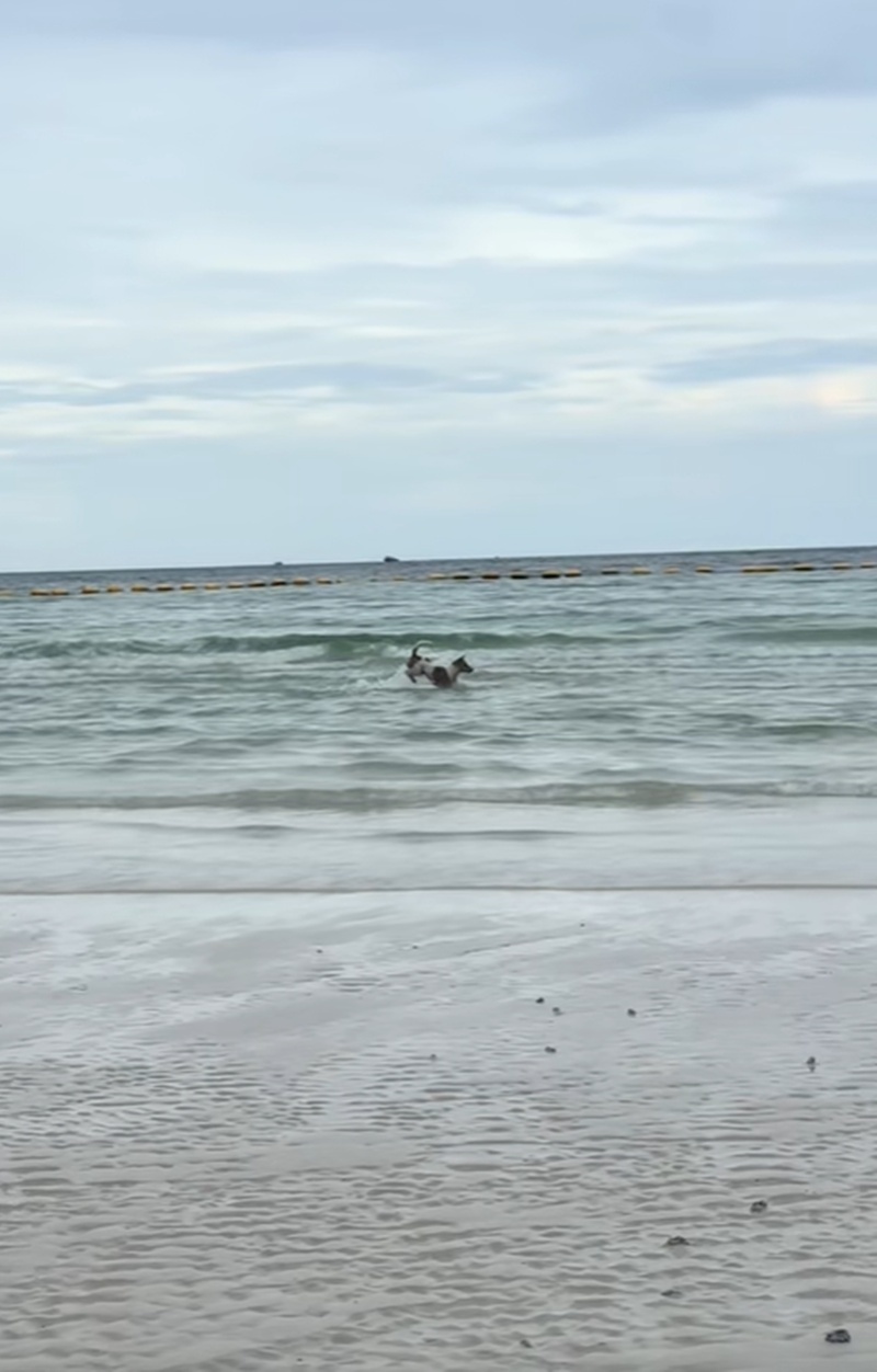 หมาเล่นน้ำ